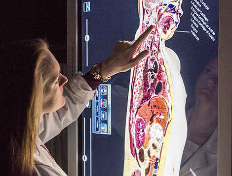 Student studying an anatomical cross section of a human body.