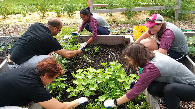 Med students work in a community garden as part of a Day of Service