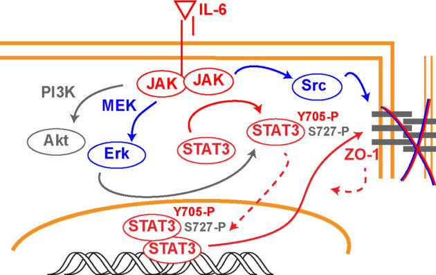 Endothelial signaling leading to edema – a role for STAT3