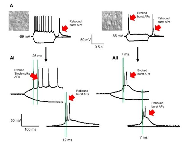 IV-whole-cell-traces