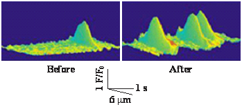 Chart showing mild hypoxia on ryanodine receptors