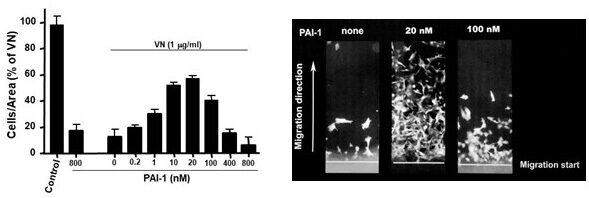 Graph and images showing tumor cell adhesion, migration, and invasion through PAI-1:VITRONECTIN interaction