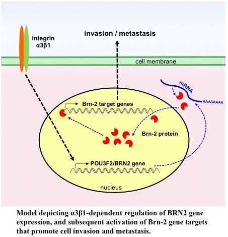 Model depicting A3B1-dependent regulation of BRN2 gene expression