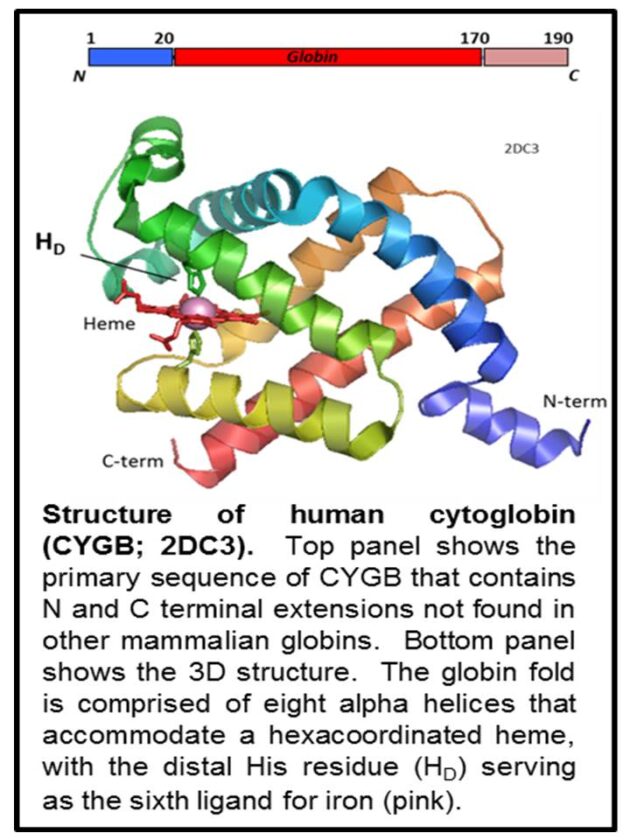 Jourd-heuil_CYGB_2