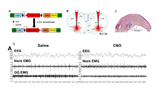 noradrenergic-adrenergic-neurons