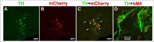 expression-of-DREADD-in-noradrenergic