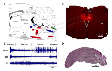 noradrenergic-and-cholinergic-excitatory-drive-to-hypoglossal-motoneuron